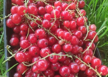 Красная смородина