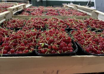 Красная смородина